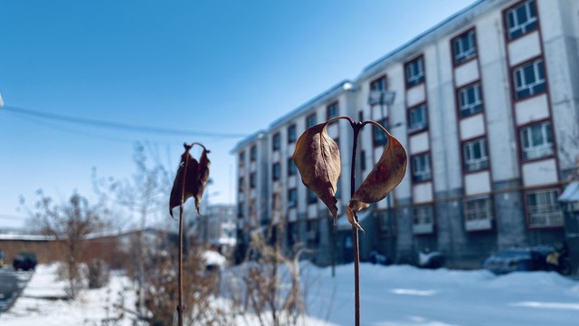 当寒冬腊月遇上热性狗肉：一场舌尖上的温暖革命，从古至今流传的美味秘密被揭开，你绝对想不到！